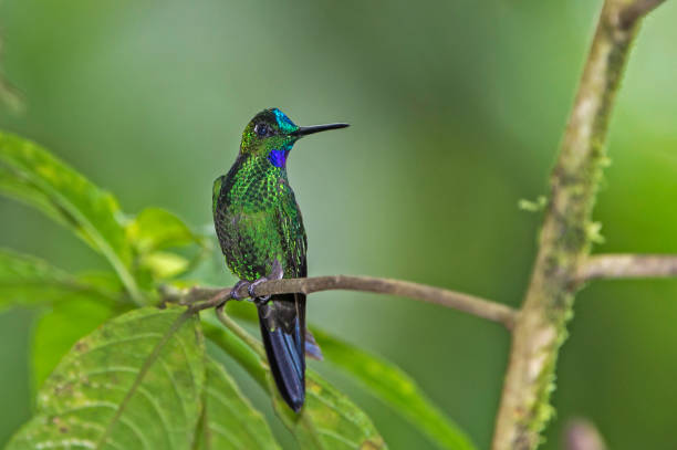 istock Green-crowned Brilliant - Heliodoxa jacula 1353926083