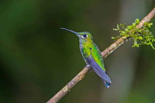 istock Green-crowned Brilliant - Heliodoxa jacula 1353926085