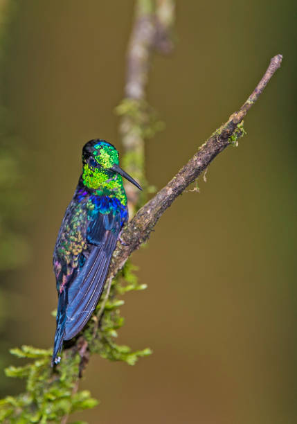 Green-crowned Woodnymph - Thalurania fannyi The green-crowned woodnymph (Thalurania colombica fannyi) is a hummingbird in the Trochilidae family and found in the Andes. tandayapa valley stock pictures, royalty-free photos & images