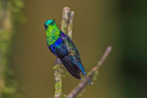 The green-crowned woodnymph (Thalurania colombica fannyi) is a hummingbird in the Trochilidae family and found in the Andes.