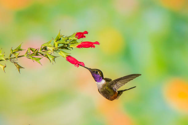 Purple-throated Woodstar - Calliphox mitchelli The purple-throated woodstar (Calliphlox mitchellii) is a species of hummingbird and is found in the Andes. tandayapa valley stock pictures, royalty-free photos & images