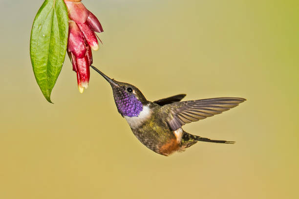 Purple-throated Woodstar - Calliphox mitchelli The purple-throated woodstar (Calliphlox mitchellii) is a species of hummingbird and is found in the Andes. tandayapa valley stock pictures, royalty-free photos & images