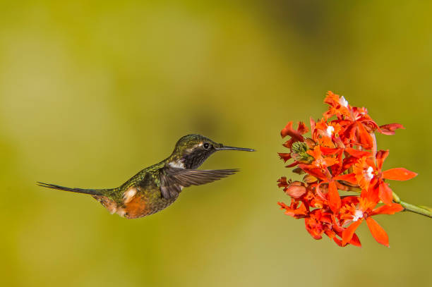 istock Purple-throated Woodstar - Calliphox mitchelli 1353926126