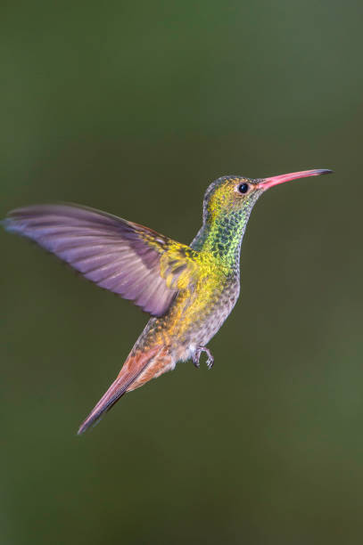 Rufous-tailed Hummingbird - Amazilia tzacatl The rufous-tailed hummingbird (Amazilia tzacatl) is a medium-sized hummingbird that is found in the Andes. tandayapa valley stock pictures, royalty-free photos & images