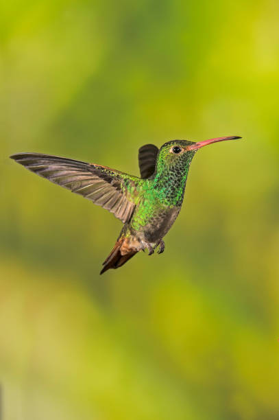 Rufous-tailed Hummingbird - Amazilia tzacatl The rufous-tailed hummingbird (Amazilia tzacatl) is a medium-sized hummingbird that is found in the Andes. tandayapa valley stock pictures, royalty-free photos & images