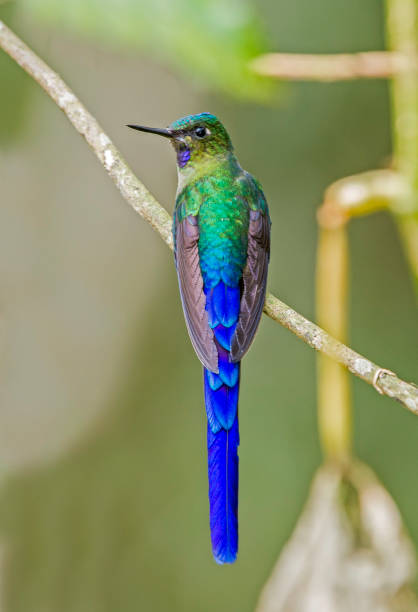 istock Violet-tailed Sylph - Aglaiocercus coelestis 1353926140