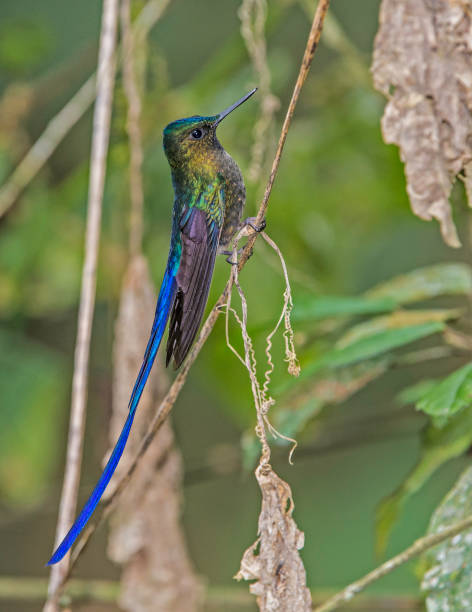 Violet-tailed Sylph - Aglaiocercus coelestis The violet-tailed sylph (Aglaiocercus coelestis) is a species of hummingbird. It is found in the Andes. tandayapa valley stock pictures, royalty-free photos & images