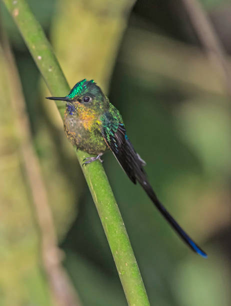 Violet-tailed Sylph - Aglaiocercus coelestis The violet-tailed sylph (Aglaiocercus coelestis) is a species of hummingbird. It is found in the Andes. tandayapa valley stock pictures, royalty-free photos & images