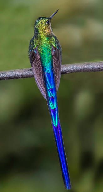 istock Violet-tailed Sylph - Aglaiocercus coelestis 1353926144