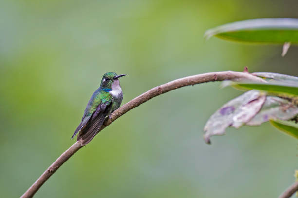 Wedge-billed Hummingbird - Scbistes geoffroyi The wedge-billed hummingbird (Schistes geoffroyi) is a species of hummingbird in the Trochilidae family and found in the Andes. tandayapa valley stock pictures, royalty-free photos & images
