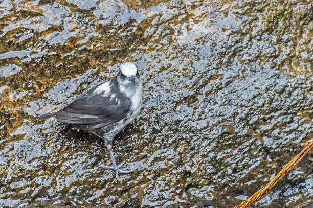 White-capped Dipper - Cinclus leucocephalus The white-capped dipper (Cinclus leucocephalus) is an aquatic songbird found in streams of the Andes. tandayapa valley stock pictures, royalty-free photos & images