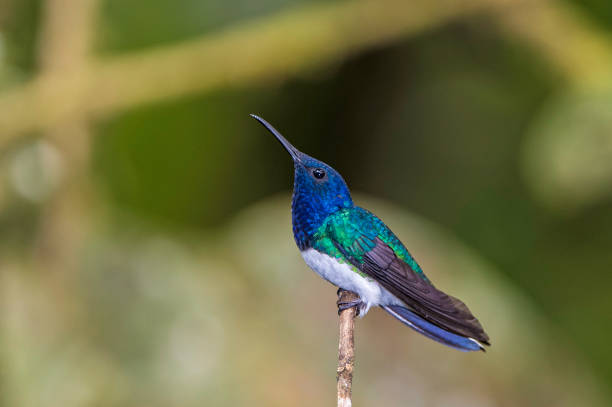 istock White-necked Jacobin - Florisuga mellivora 1353926166