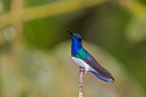 istock White-necked Jacobin - Florisuga mellivora 1353926167