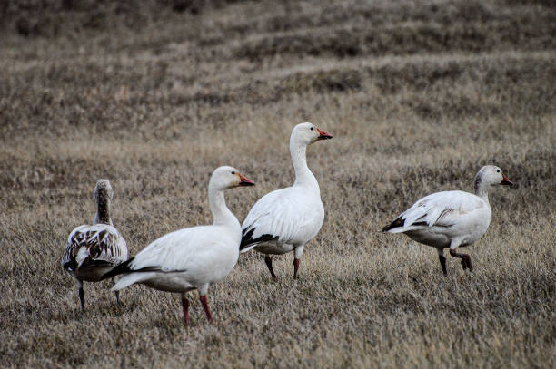 istock Snow Geese Heading North For Summer 1353926801