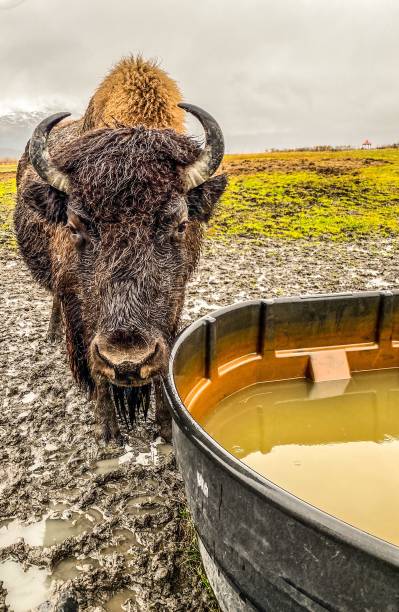 istock Buffalo At the Watering Hole 1353926894