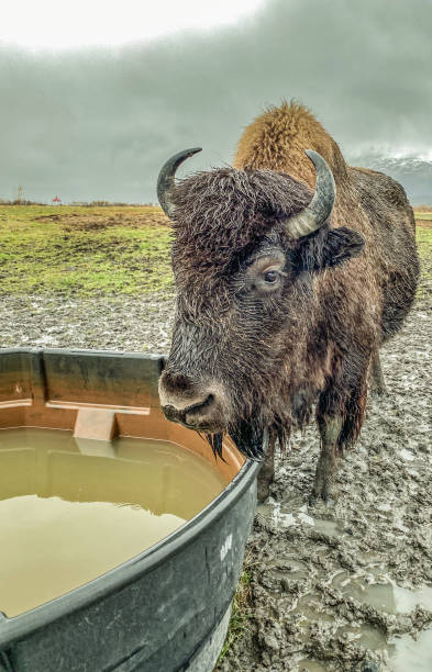 istock Buffalo At the Watering Hole 1353926896