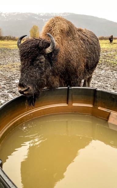 istock Buffalo At the Watering Hole 1353926904