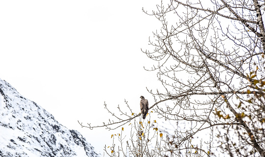 A golden eagle looks out from a tree. The eagles of Valdez, Alaska can be seen in trees and alongside the river banks. On this day in fall, the golden Eagle was a stunning sight to see.