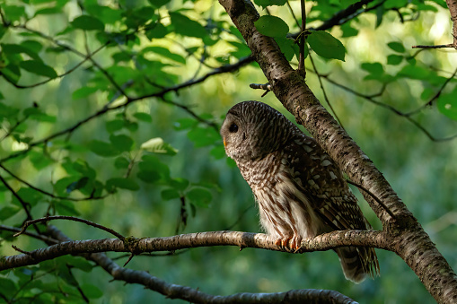 This barred owl at the park was quite relaxed around people and just peered through the woods as people walked by. Until it flew right infront of someone to try catch some food.