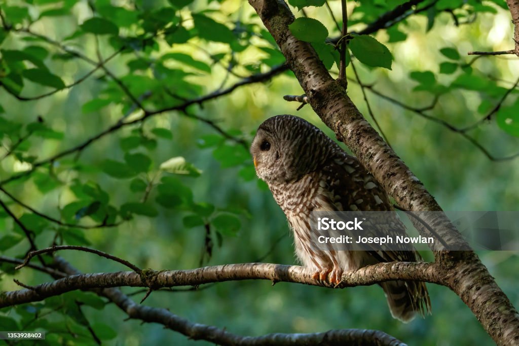 Barred owl peering through the forest. This barred owl at the park was quite relaxed around people and just peered through the woods as people walked by. Until it flew right infront of someone to try catch some food. Animal Stock Photo