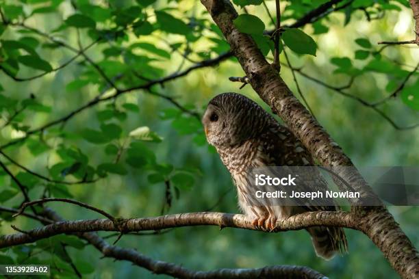 Barred Owl Peering Through The Forest Stock Photo - Download Image Now - Animal, Animal Body Part, Animal Eye