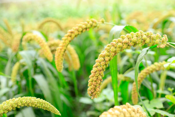 istock Millet, millet in a wooden container 1353928485