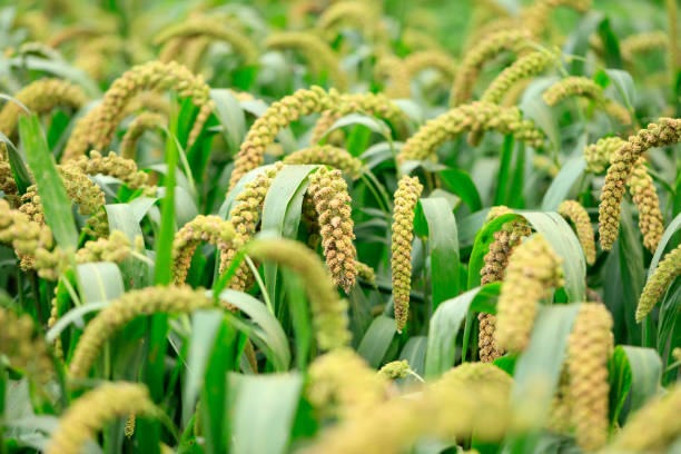 istock Millet, millet in a wooden container 1353928504