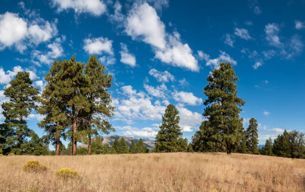 istock Anasazi Meadow on Campbell Mesa 1353929410