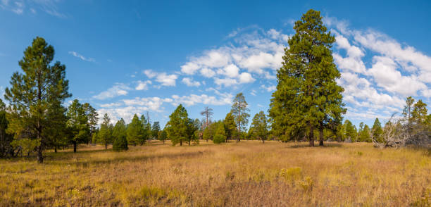 istock Anasazi Meadow on Campbell Mesa 1353929418