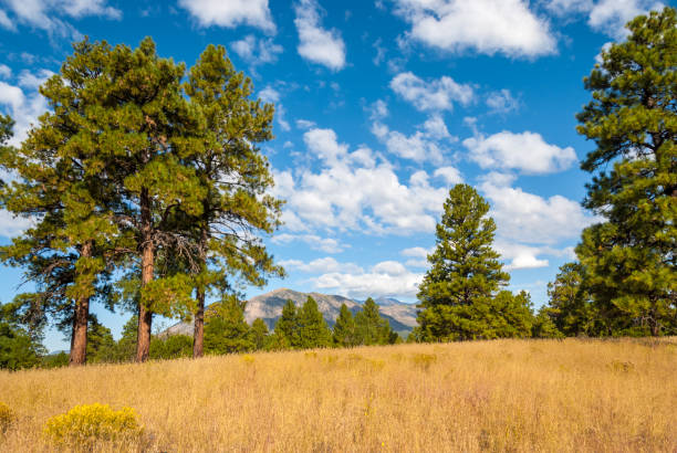 istock Anasazi Meadow on Campbell Mesa 1353929424
