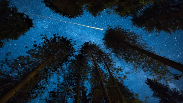 Photo of Milky Way and Shooting Stars Above the Treetops