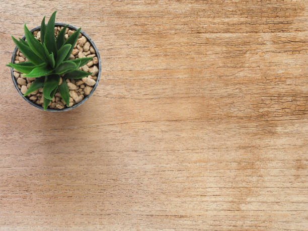 Top view, cactus in pot on wooden table. Flat lay with copy space for your text.