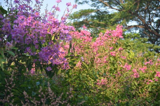 istock Lagerstroemia speciosa, giant crepe myrtle 1353933741