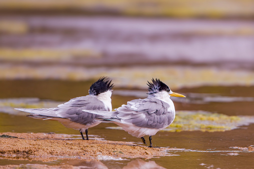 Crested Tern on the beach at Lake Tyers in Gippsland