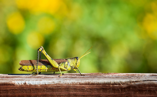 Grasshopper sitting on the top of wooden fence. Natural green and yellow background with copy space.