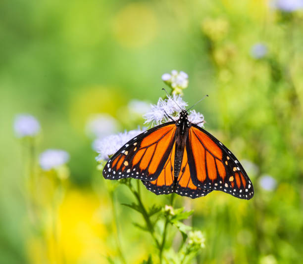 istock Monarch Butterfly Feeding on Blue Mistflowers 1353937075