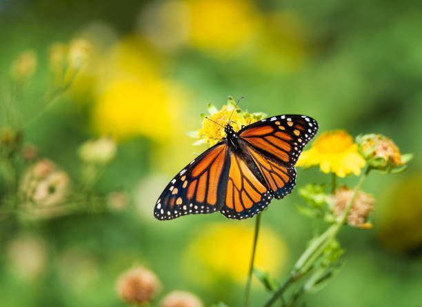 istock Monarch butterfly feeding on yellow flowers 1353937104