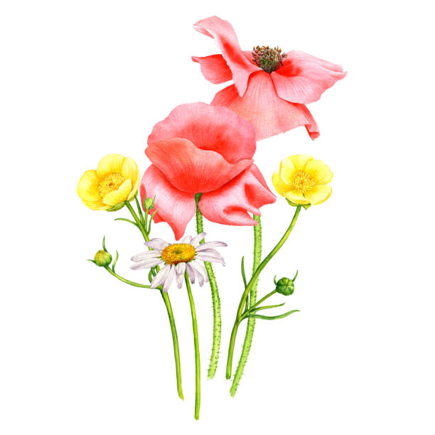 istock watercolor drawing red poppy flowers 1353939157