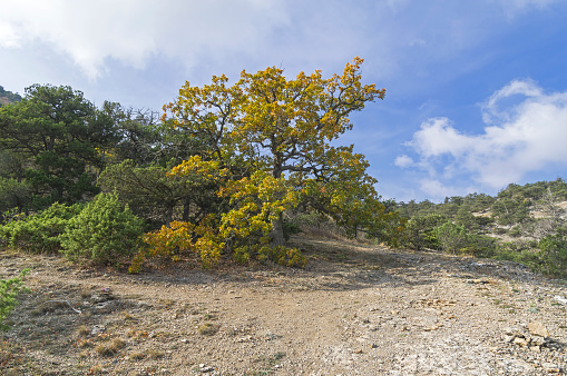 Beautiful oak with yellowed leaves in the Crimean mountains. Mount Sokol, between  Sunny day in October.