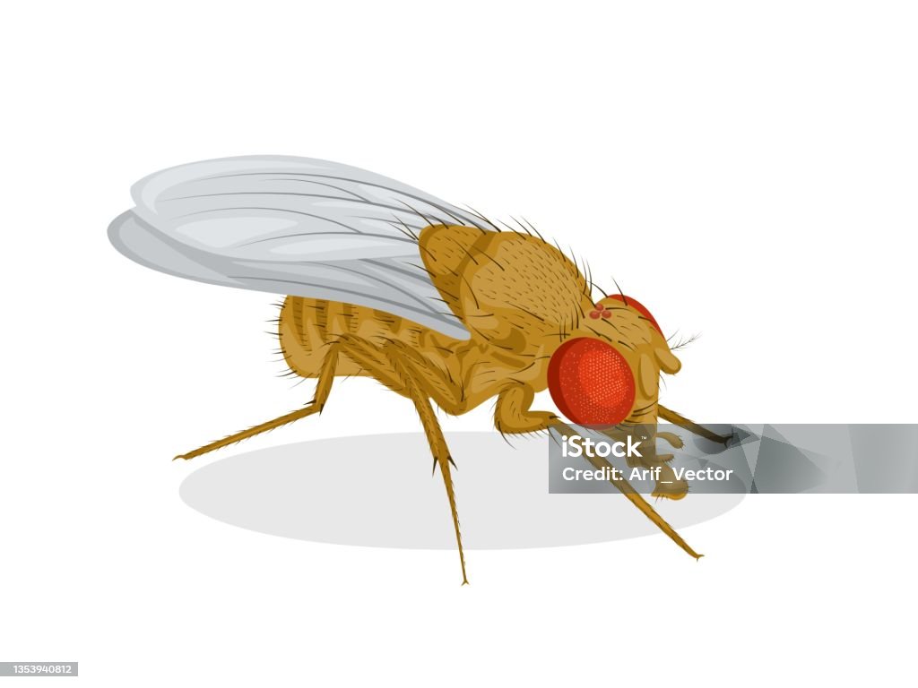 Drosophila melanogaster Vector illustration, fruit fly or vinegar fly (Drosophila melanogaster), isolated on a white background. Animal stock vector Drosophila melanogaster Vector illustration, fruit fly or vinegar fly (Drosophila melanogaster), isolated on a white background. Animal stock vector