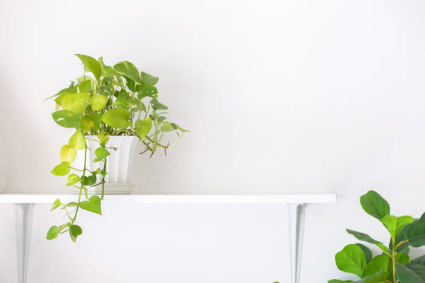 istock air purifying tree
in the white room 1353941020
