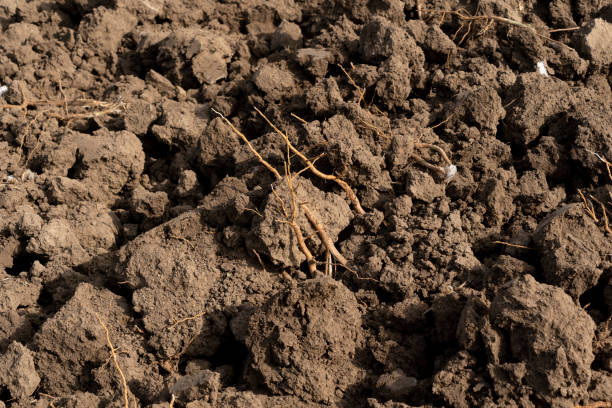 istock Brown Plowed soil for sowing 1353942691