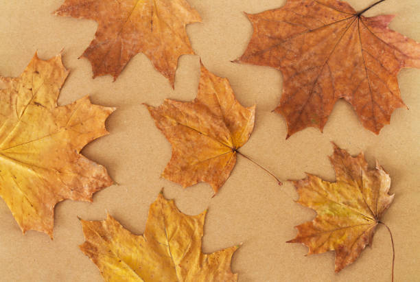 Pattern of dry orange autumn maple leaves on craft paper background top view