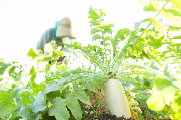 istock farmer harvesting japanese radish 1353943163