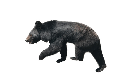 walking black bear. animals shot in the wild and cut out on white background