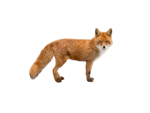 beautiful fox of orange color isolated on white background beautiful fox of orange color. animals shot in the wild and cut out on white background fox photos stock pictures, royalty-free photos & images
