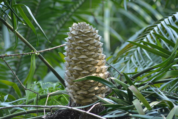 Lepidozamia hopei rule Lepidozamia hopei Regel is a species of cycad in the family Zamiaceae. Its English common name is Hope's cycad. It is endemic to the Australian state of Queensland. lepidozamia stock pictures, royalty-free photos & images