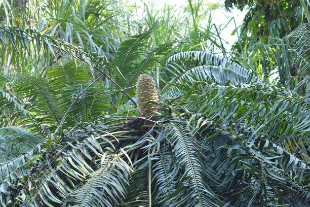 Lepidozamia hopei rule Lepidozamia hopei Regel is a species of cycad in the family Zamiaceae. Its English common name is Hope's cycad. It is endemic to the Australian state of Queensland. lepidozamia stock pictures, royalty-free photos & images