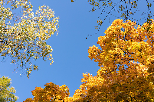 Look up at the autumn blue sky and tree crowns with golden leaves