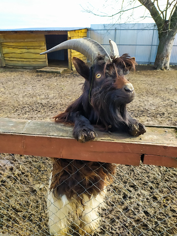 Horned Shaggy black mountain goat standing in a sunny early spring day on the farm with a wooden fence. Goat with huge horns on his head looking to the camera. Organic food concept. Farmland